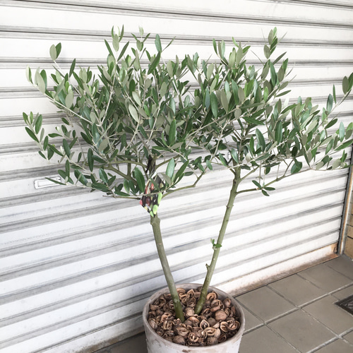 オリーブの木【SOUJU】ミッション 8寸美樹形 品質抜群！ シンボルツリーにも 楽天市場】オリーブ ミッション soujuの通販