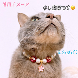 猫の首輪 春 桜ビーズ✨ネックレス首輪♡レッド桜チャーム 6枚目の画像