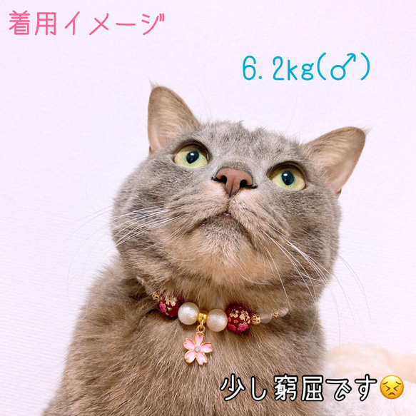 猫の首輪 春 桜ビーズ✨ネックレス首輪♡レッド桜チャーム 5枚目の画像