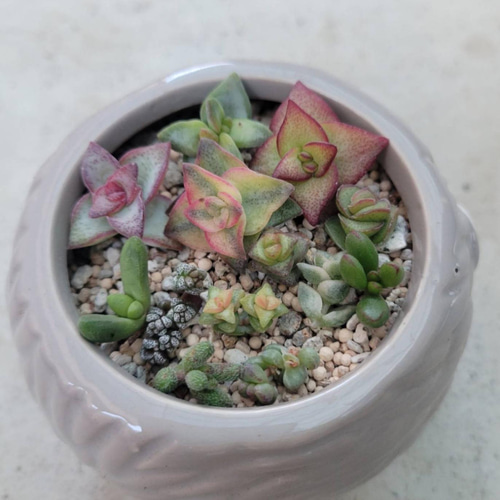 多肉植物 抜き苗 クラッスラ パステル クラッスラの育て方｜挿し木での