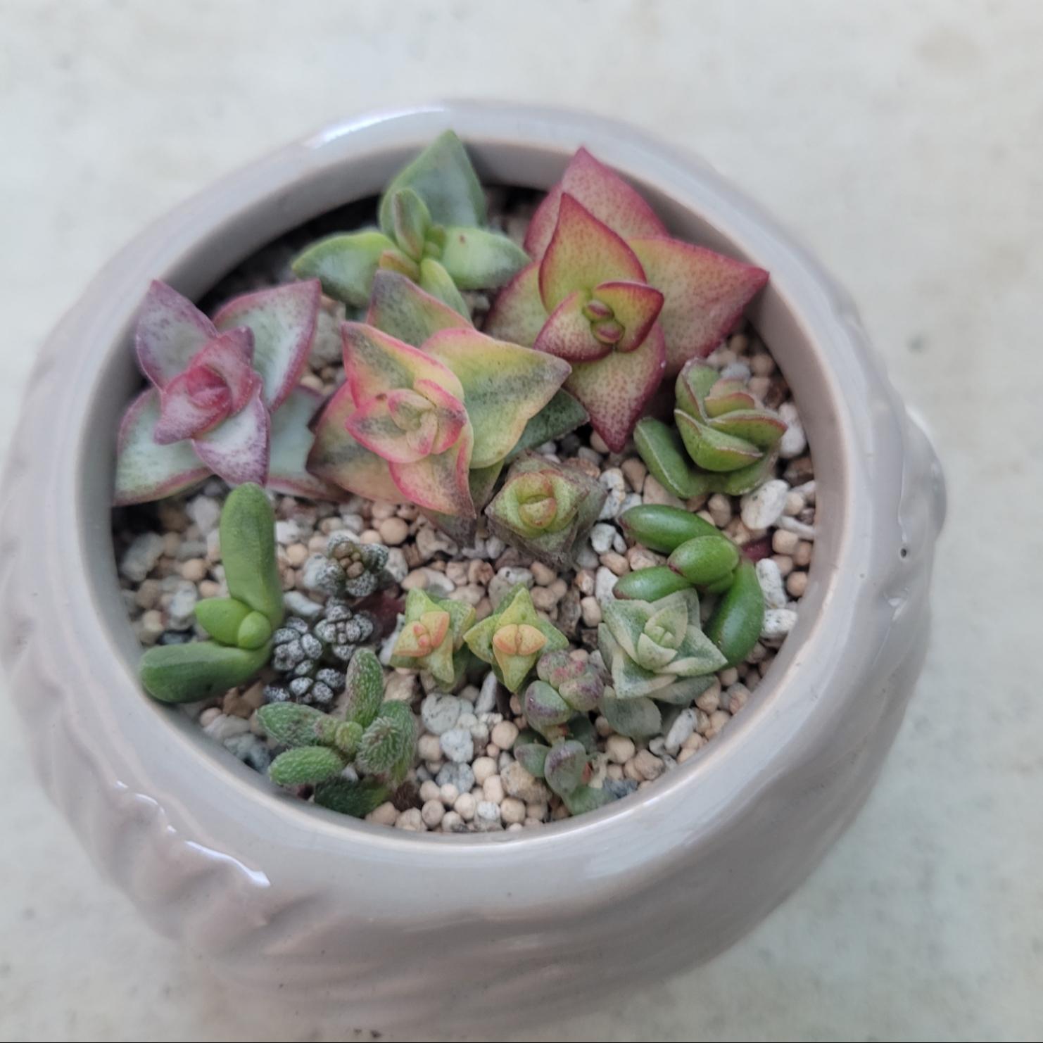 多肉植物❤クラッスラお星様シリーズ❤13種類❤カット苗 その他