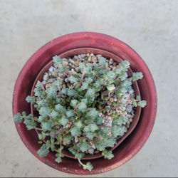 多肉植物❤そよ風の天使❤抜き苗 2枚目の画像