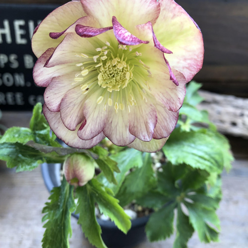 ダブル♡ピンク系♡クリスマスローズ♡八重咲き アートフラワー パリ