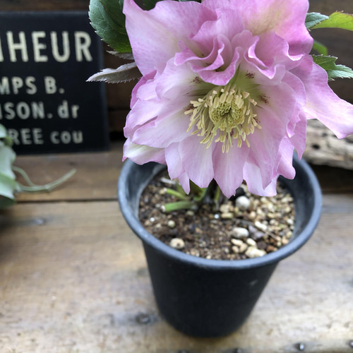 ダブル♡ピンク系♡クリスマスローズ♡八重咲き アートフラワー パリ