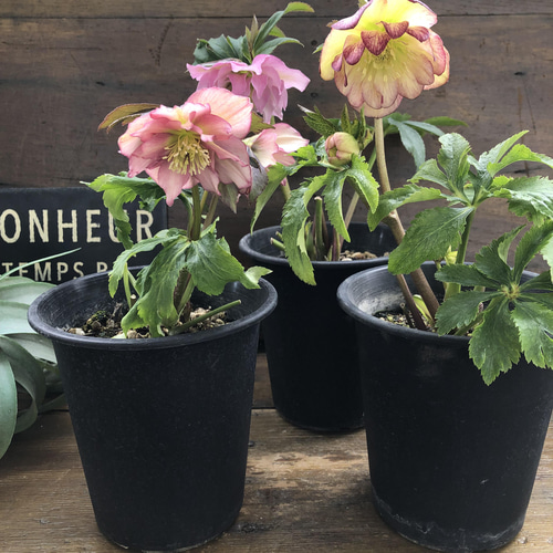 ダブル♡ピンク系♡クリスマスローズ♡八重咲き アートフラワー パリ