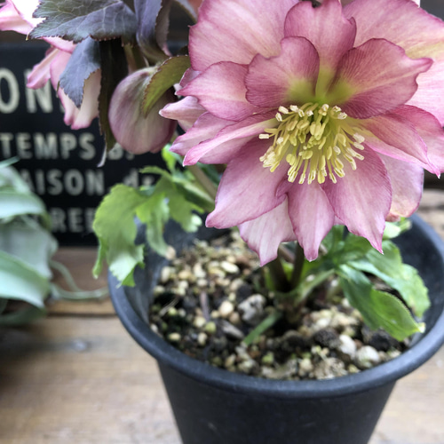 ダブル♡ピンク系♡クリスマスローズ♡八重咲き アートフラワー パリ