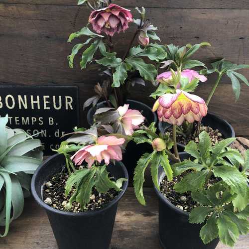 ダブル♡ピンク系♡クリスマスローズ♡八重咲き アートフラワー パリ