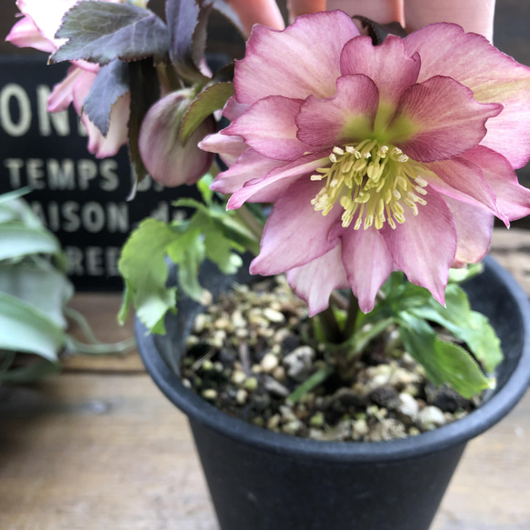 ダブル♡ピンク系♡クリスマスローズ♡八重咲き アートフラワー パリ