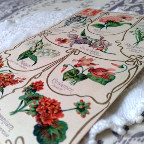 エンボス加工のアンティークポストカードC 植物図鑑 その他素材 水星