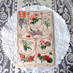 エンボス加工のアンティークポストカードC 植物図鑑 その他素材 水星