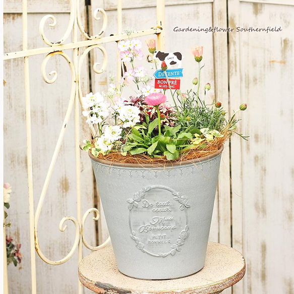 現品販売 季節の花寄せ植え ローダンセマム＆サクラソウ