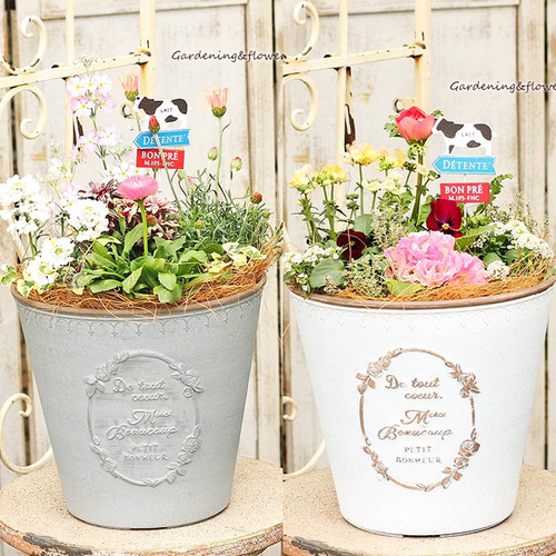 現品販売 季節の花寄せ植え ローダンセマム＆サクラソウ アンティーク 