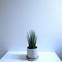 ●空気浄化植物●”バキュラリス　ミカド　鉢/受け皿セット”　サンスベリア　マイナスイオン　エコプラント　観葉植物　室内 2枚目の画像