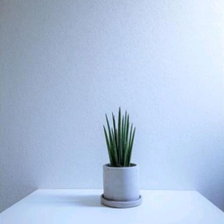 ●空気浄化植物●”バキュラリス　ミカド　鉢/受け皿セット”　サンスベリア　マイナスイオン　エコプラント　観葉植物　室内 1枚目の画像