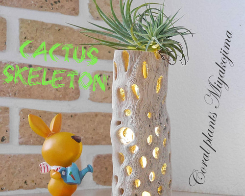 サボテンの骨　インテリア　カクタスウッド　カクタスボーン　ラダー　3本セット サボテンの骨 3個セット カクタススケルトン カクタスボーン