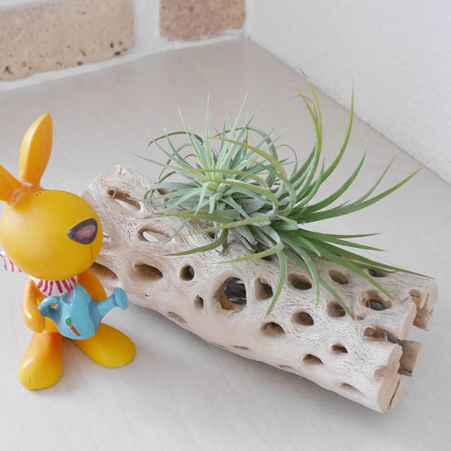 天然木 ライト No3 サボテンの骨&LED照明 カクタススケルトン