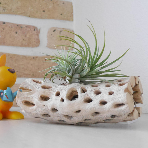 天然木 ライト No3 サボテンの骨&LED照明 カクタススケルトン