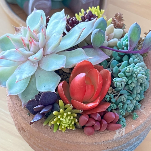多肉植物＊ピンクチップス入り♡気まぐれ寄せ植え＊カット苗