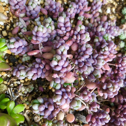 多肉植物＊ピンクチップス入り♡気まぐれ寄せ植え＊カット苗