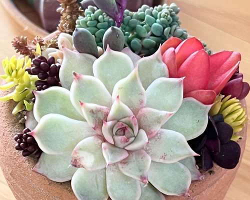 ピンクチップ錦♥マジョリカ♥　多肉植物　エケベリア 訳あり ピンクチップス 多肉植物 エケベリア その他インテリア