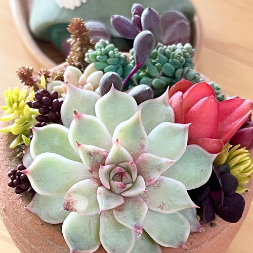 多肉植物*ピンクチップス入り♡気まぐれ寄せ植え*カット苗 多肉植物*ピンクチップス入り♡気まぐれ寄せ植え*カット苗