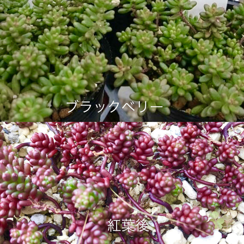 多肉植物*ピンクチップス入り♡気まぐれ寄せ植え*カット苗 多肉植物*ピンクチップス入り♡気まぐれ寄せ植え*カット苗