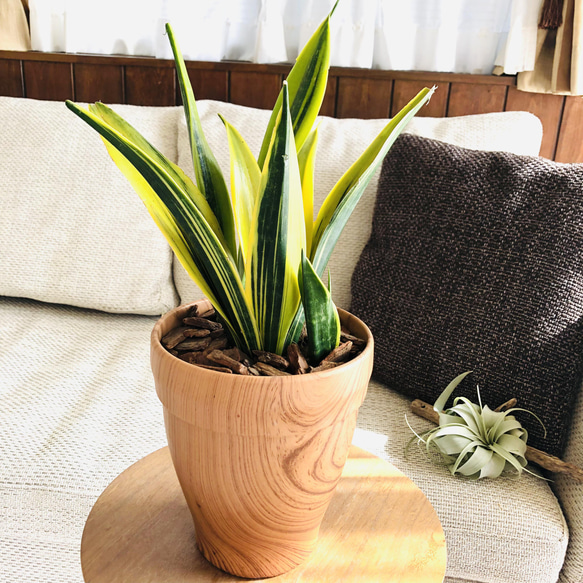 サンスベリア 陶器鉢付き 観葉植物 小型 サンスベリア 鉢皿付 陶器鉢 S09 | 移転祝い 開店