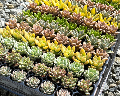 6a24eac67229f4a6b673625ca29876