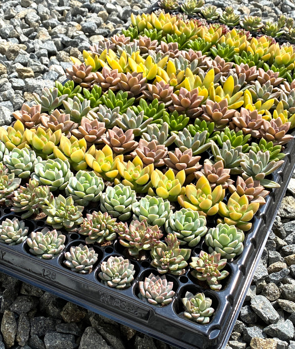 多肉植物 約10cm 多肉植物 黒ポット 約10cm - メルカリ