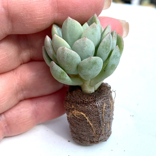 寄植えに♪】多肉植物プラグ苗おまかせ10苗セット 多肉植物 SMILEY