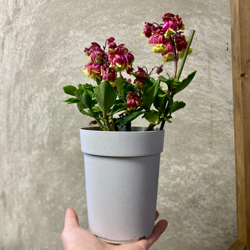 カランコエ 八重咲きウェンディ ドリーQ2 アートフラワー plant life