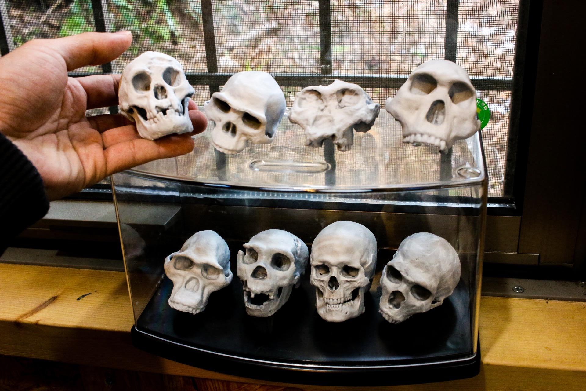 【受注生産】ホモ属の詰め合わせ・８点セット【送料無料】【リング付き】