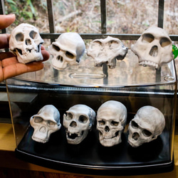 受注生産】ホモ属の詰め合わせ・8点セット【送料無料】【リング付き