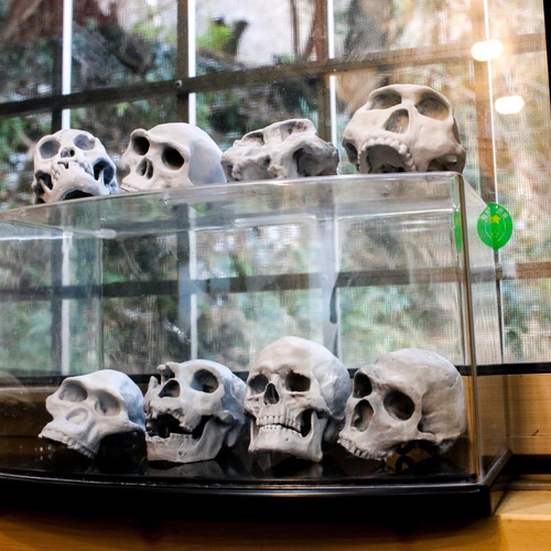 受注生産】ホモ属の詰め合わせ・8点セット【送料無料】【リング付き