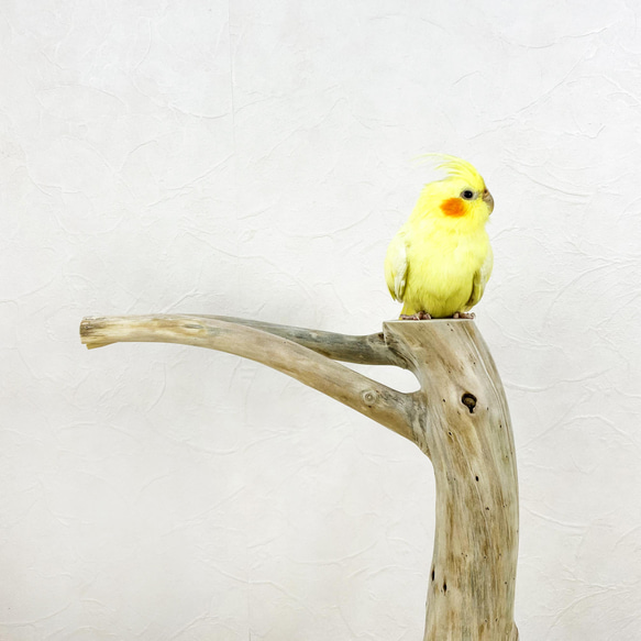 【流木止まり木】鳥 インコ 2本の枝が並んだ止まり木！ 3枚目の画像