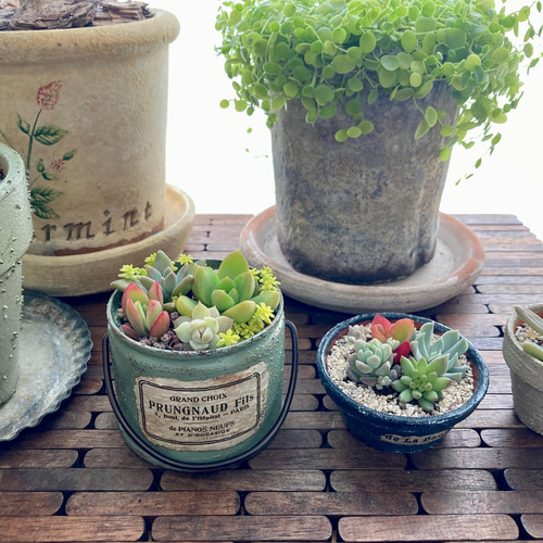 送料無料！ リメイク缶 多肉植物 寄せ植え 春のお花畑♪ 多肉植物 