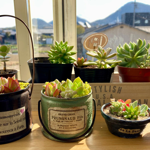 送料無料！ リメイク缶 多肉植物 寄せ植え 春のお花畑♪ 多肉植物 