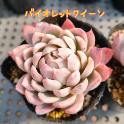 すみれ牡丹 抜き苗 ゆうパケットプラス発送 多肉植物 同梱520円]すみれ