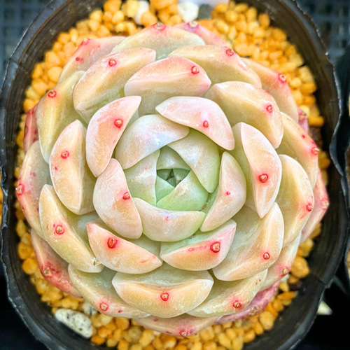 ジェイドフェイス 韓国苗 多肉植物 多肉植物 プクニク 通販