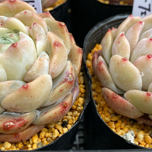 ジェイドフェイス 韓国苗 多肉植物 多肉植物 プクニク 通販