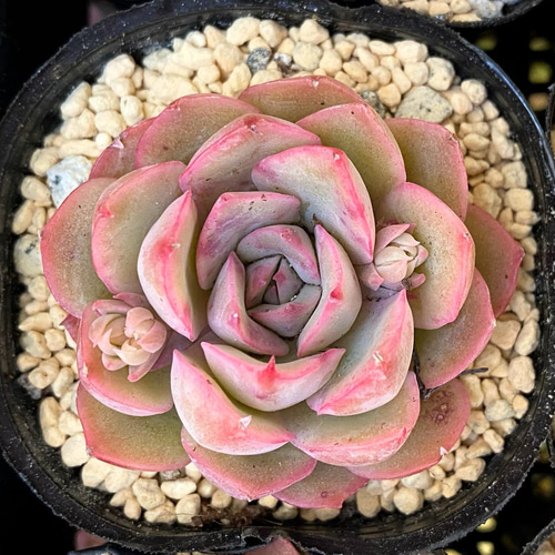 エグリア 韓国苗 多肉植物 多肉植物 プクニク 通販 13476301｜Creema