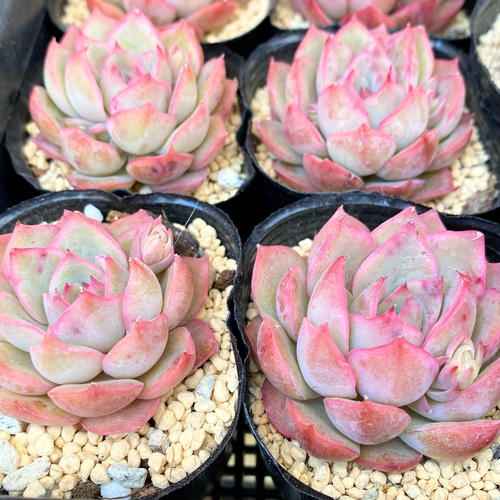 多肉植物　レア　アニー　韓国苗 エグリア 韓国苗 多肉植物 多肉植物 プクニク 通販 13476301｜Creema