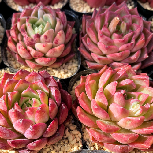 カ*す様 K1184 プロリフィカ 70株 多肉植物 抜き苗 エケベリア 韓国苗 70