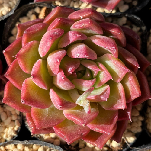 ロスカ 韓国苗 多肉植物 多肉植物 プクニク 通販｜Creema(クリーマ 