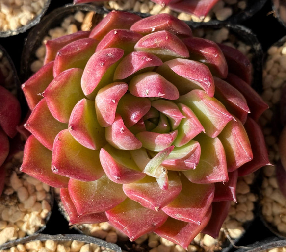 カ*す様 K1184 プロリフィカ 70株 多肉植物 抜き苗 エケベリア 韓国苗