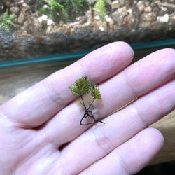 ウチワゴケ（シダ植物） 4枚目の画像