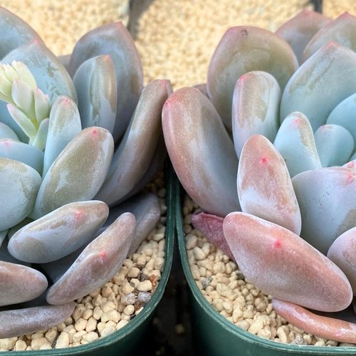 オレンジモンロー×フレーベル 大株 韓国苗 多肉植物 多肉植物 プクニク 