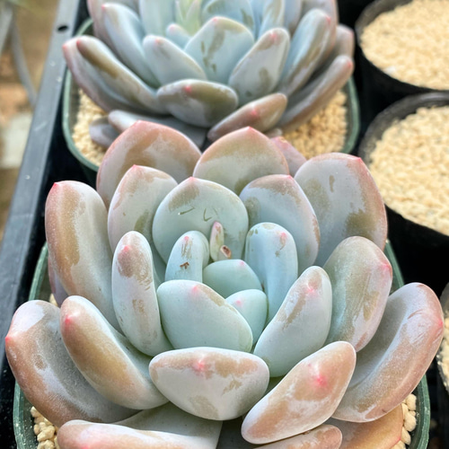 オレンジモンロー×フレーベル 大株 韓国苗 多肉植物 多肉植物 オレンジモンロー×フレーベル 大株 韓国苗 多肉植物 多肉植物