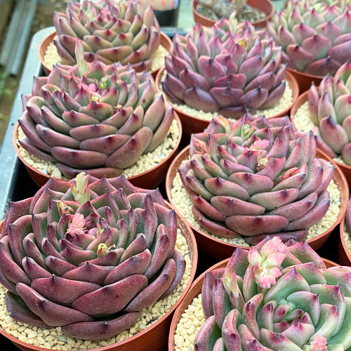 多肉植物 紫と緑のグラデーション*3 多肉植物 紫と緑のグラデーション 複数株*6 多肉植物 紫と緑