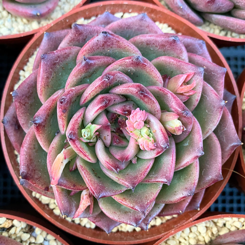 グリーンドラゴン 大株 韓国苗 多肉植物 多肉植物 プクニク 通販